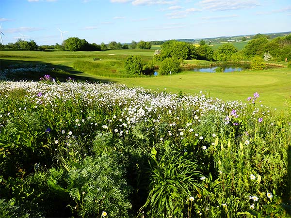 Grün der 17. Spielbahn, mit einer Blumenwiese im Vordergrund und einem kleinen See im Hintergrund auf der Golfanlage Kaiserhöhe