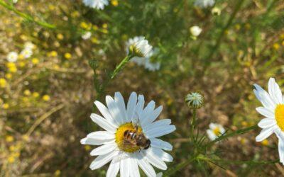 Deutsche Bienenwoche